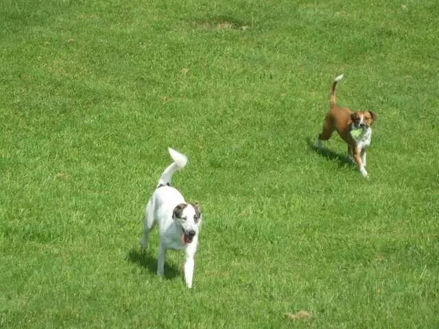 Airy Pines Boarding Kennel