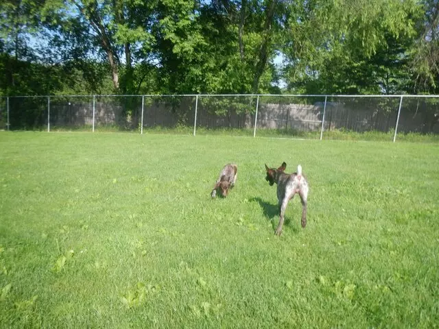 Airy Pines Boarding Kennel