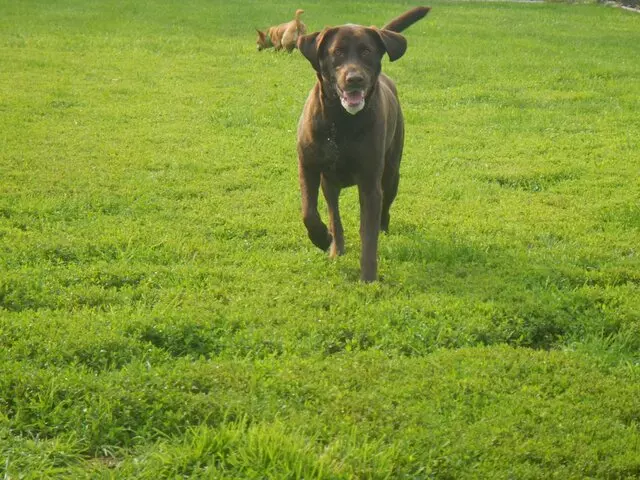 Airy Pines Boarding Kennel