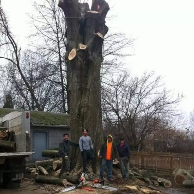 Arbor Tree Specialists