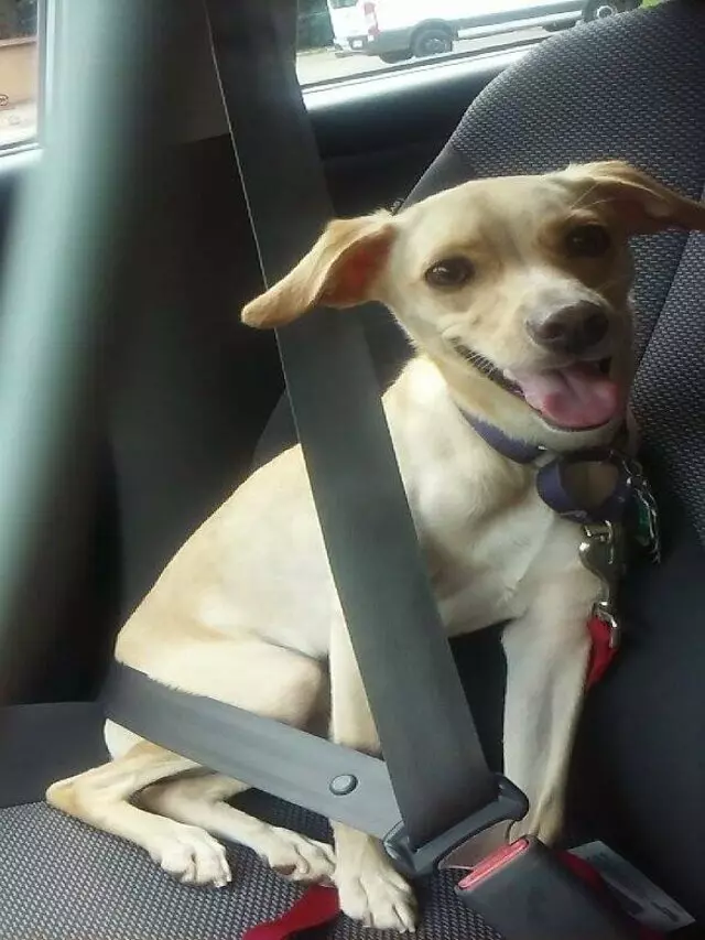 Ambers Pet Taxi