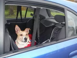 Ambers Pet Taxi