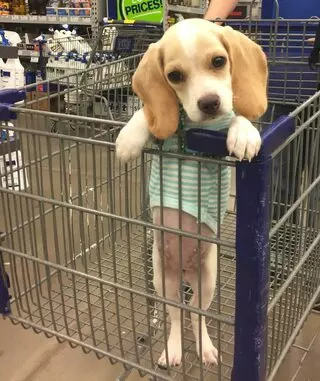 Petland Pittsburgh Robinson Towne Center