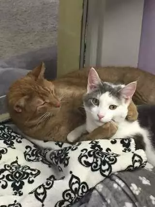 Animal Elegance