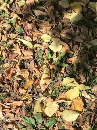 Allegheny Commons Park