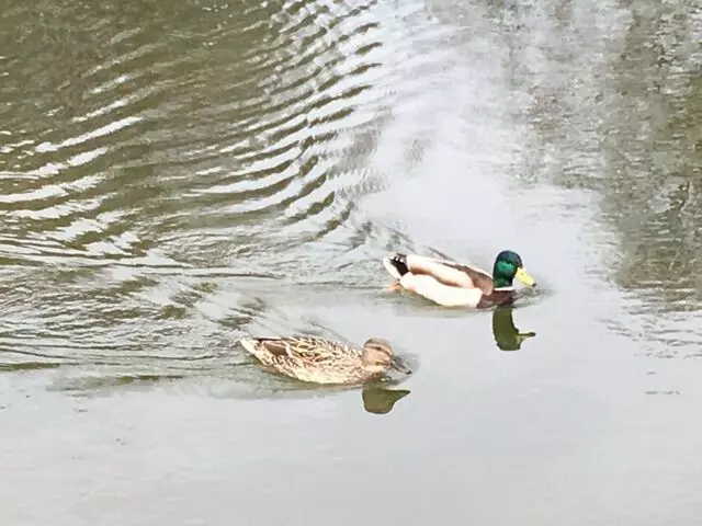Allegheny Commons Park