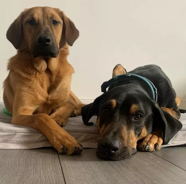 Grandma&apos;s Dog Daycare