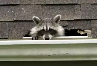 Always Available Pest Control