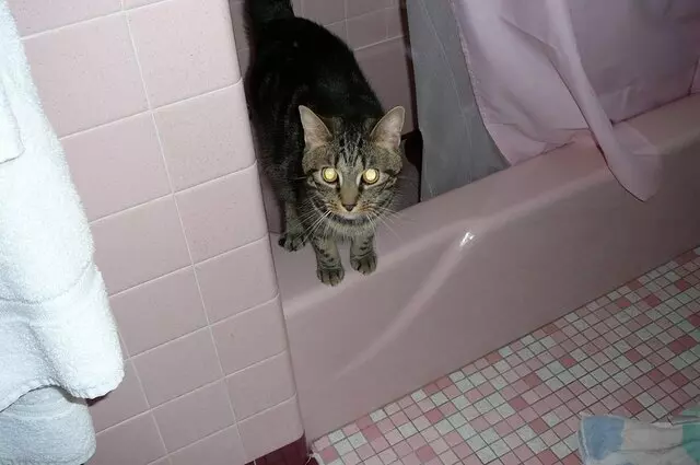 Amshel’s Home Pet Sitting Service