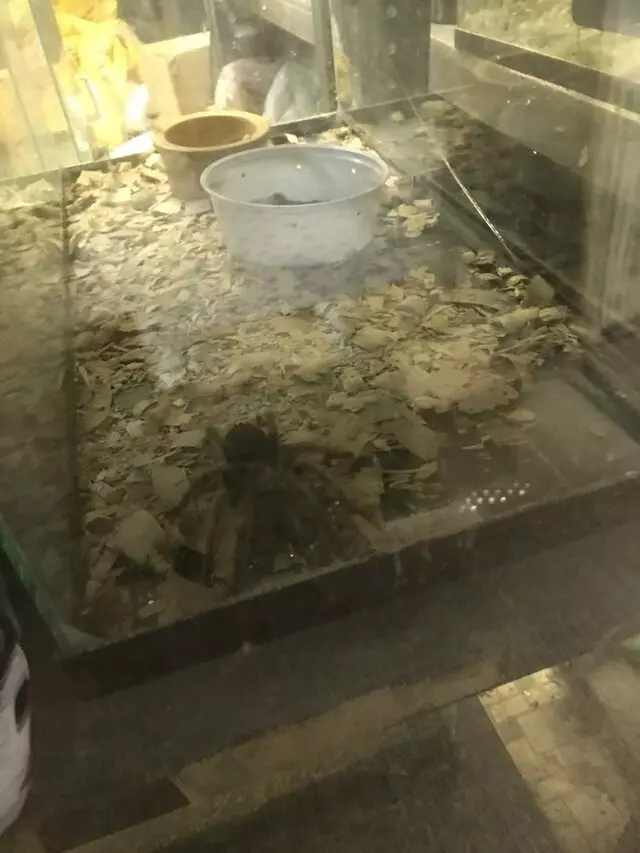 Alan’s Pet Shops