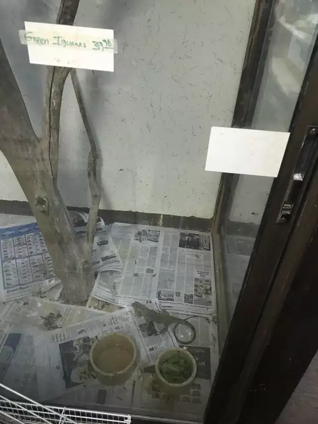 Alan’s Pet Shops