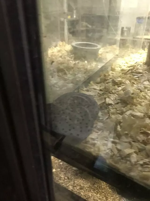 Alan’s Pet Shops