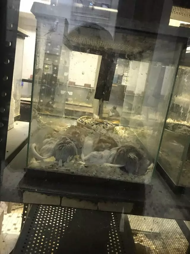 Alan’s Pet Shops