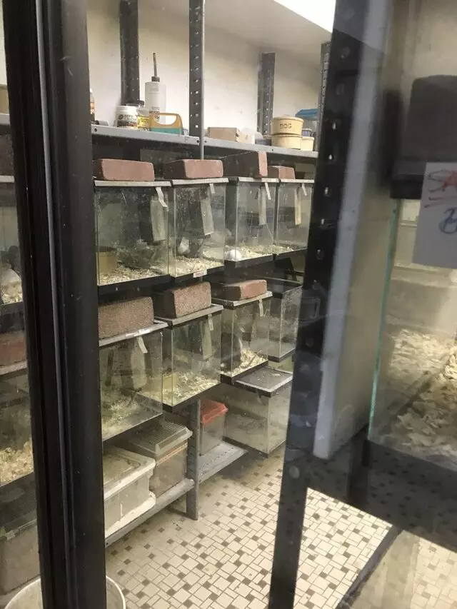 Alan’s Pet Shops