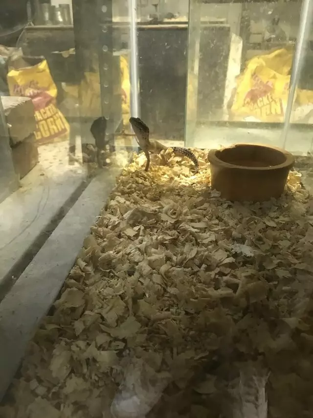 Alan’s Pet Shops