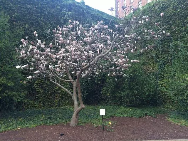 Agnes R  Katz Plaza